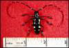 Asian_Longhorn_Beetle.jpg